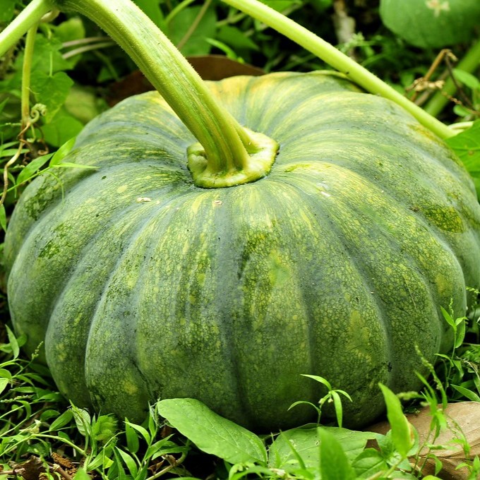 Vegetables